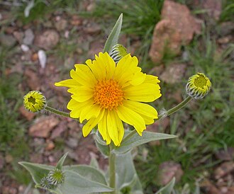 Desert Sunflower (Geraea canescens)