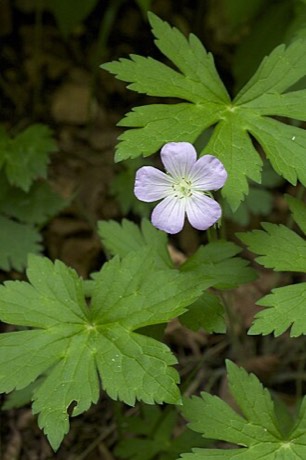 Wild Geranium (Geranium maculatum)