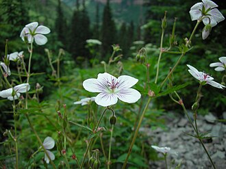 Richardson's Geranium (Geranium richardsonii)