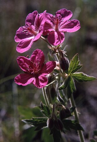 Sticky Geranium (Geranium viscosissimum)