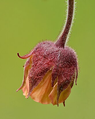Water Avens (Geum rivale)