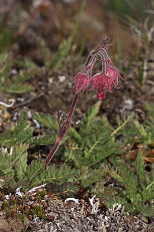 Prairie Smoke (Geum triflorum)