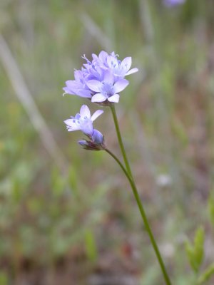 California Gilia (Gilia achilleifolia)