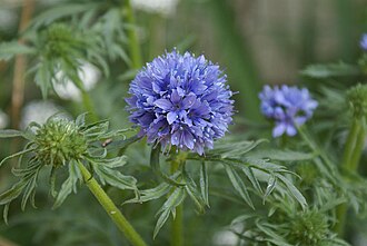 Globe Gilia (Gilia capitata)