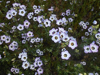 Bird's Eyes (Gilia tricolor)