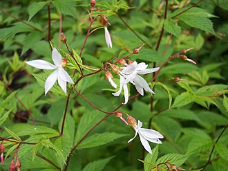 Bowman's Root (Gillenia trifoliata)