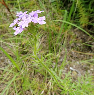 Prairie Verbena (Glandularia bipinnatifida)