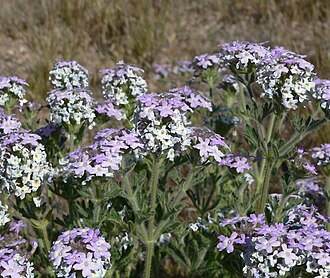 Goodding's Verbena (Glandularia gooddingii)