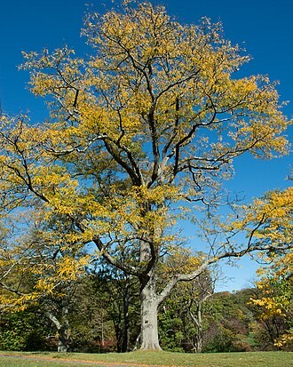 Honey Locust (Gleditsia triacanthos)