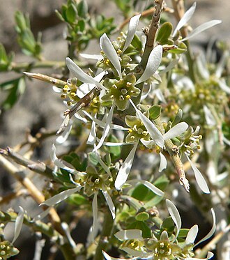 Spiny Greasebush (Glossopetalon spinescens)