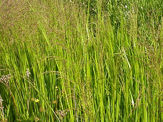 American Mannagrass (Glyceria grandis)