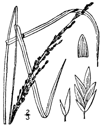 Slender Mannagrass (Glyceria melicaria)