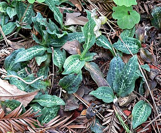 Western Rattlesnake Plantain (Goodyera oblongifolia)