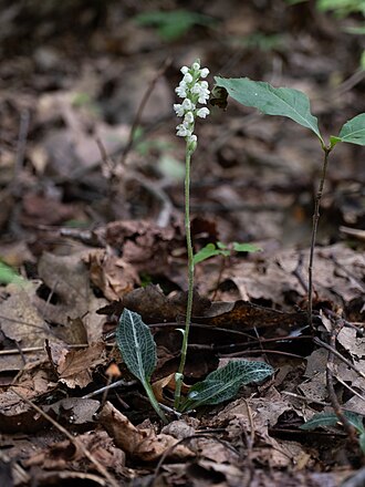 Downy Rattlesnake Plantain (Goodyera pubescens)