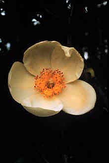 Loblolly Bay (Gordonia lasianthus)