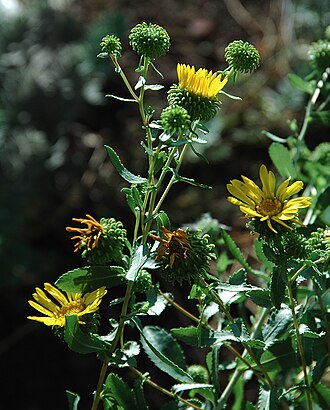 Curlycup Gumweed (Grindelia squarrosa)