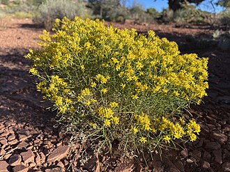 Broom Snakeweed (Gutierrezia sarothrae)