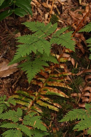 Oak Fern (Gymnocarpium dryopteris)