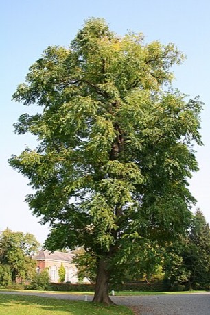 Kentucky Coffee Tree (Gymnocladus dioicus)