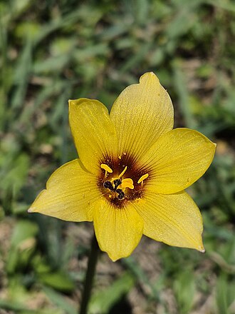 Copper Rain Lily (Habranthus tubispathus)