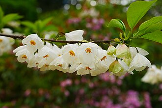 Carolina Silverbell (Halesia carolina)