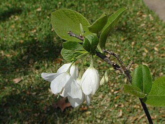 Two-wing Silverbell (Halesia diptera)