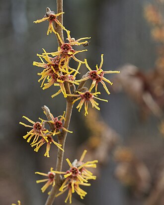 Ozark Witch Hazel (Hamamelis vernalis)