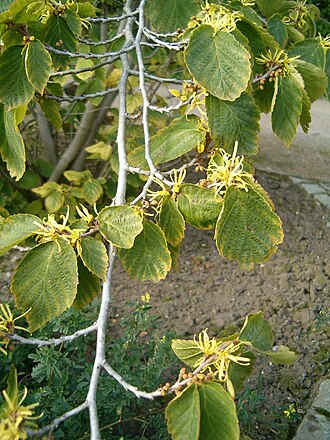 American Witch Hazel (Hamamelis virginiana)