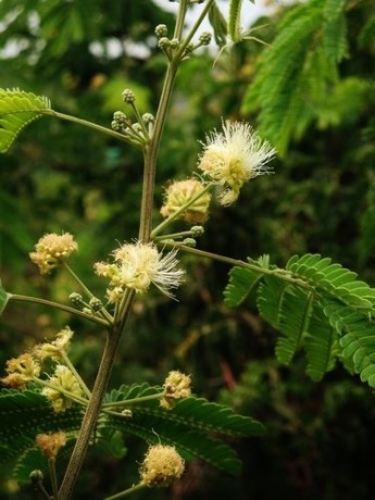 Tenaza (Havardia pallens)