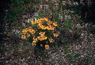 Bitterweed (Helenium amarum)