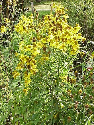 Common Sneezeweed (Helenium autumnale)