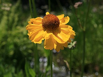Bigelow's Sneezeweed (Helenium bigelovii)