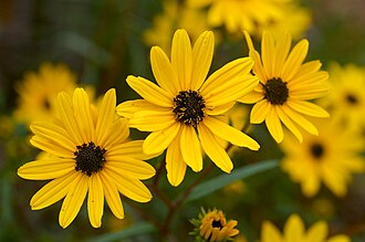 Swamp Sunflower (Helianthus angustifolius)