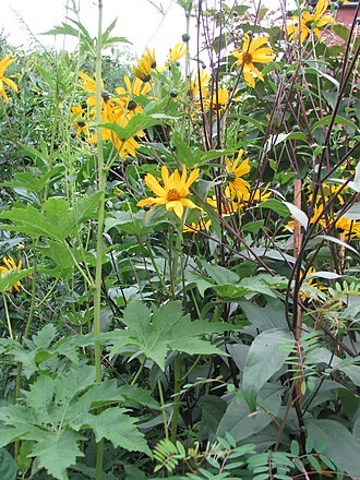 Purpledisk Sunflower (Helianthus atrorubens)