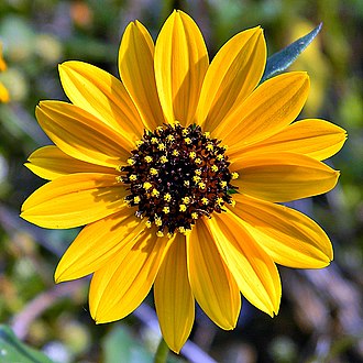 Beach Sunflower (Helianthus debilis)