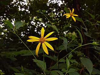 Thin-leaved Sunflower (Helianthus decapetalus)