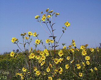 Giant Sunflower (Helianthus giganteus)