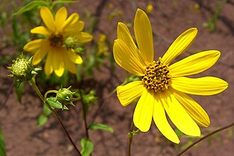 Hairy Sunflower (Helianthus hirsutus)