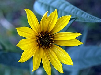 Maximilian Sunflower (Helianthus maximiliani)