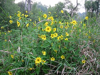Small Woodland Sunflower (Helianthus microcephalus)