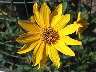 Western Sunflower (Helianthus occidentalis)