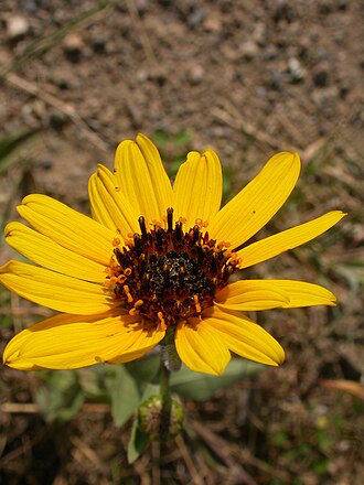 Stiff Sunflower (Helianthus pauciflorus)
