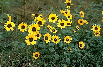Prairie Sunflower (Helianthus petiolaris)