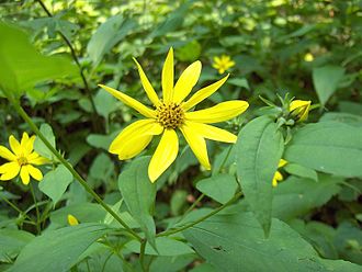 Paleleaf Sunflower (Helianthus strumosus)