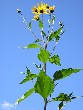 Jerusalem Artichoke (Helianthus tuberosus)