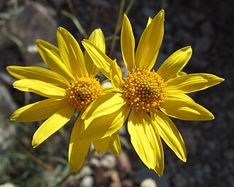 Showy Goldeneye (Heliomeris multiflora)