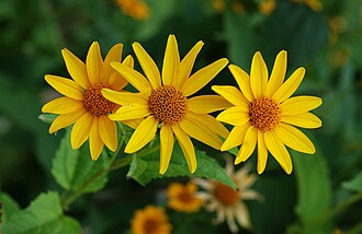 Oxeye Sunflower (Heliopsis helianthoides)