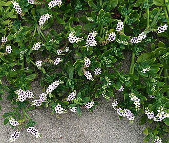Seaside Heliotrope (Heliotropium curassavicum)
