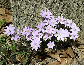 Sharp-lobed Hepatica (Hepatica acutiloba)