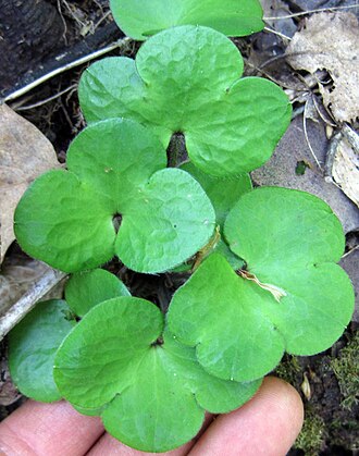 Round-lobed Hepatica (Hepatica americana)